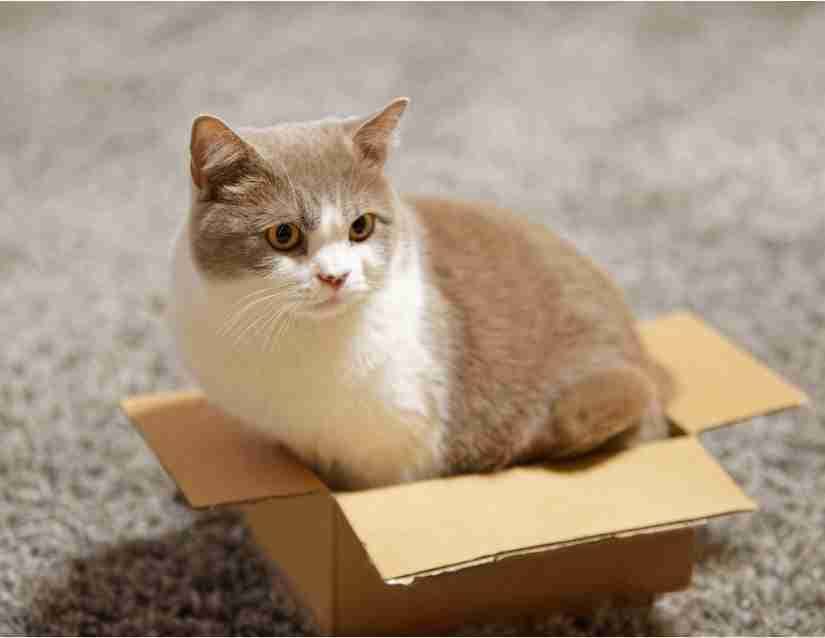 A tan and white cat sitting in a small cardboard box